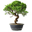 Juniperus chinensis Itoigawa, 37,5 cm, ± 15 years old