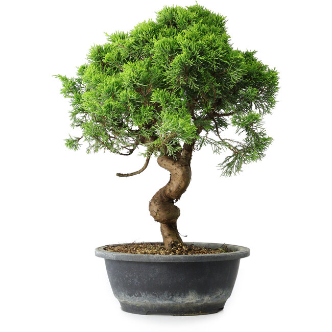 Juniperus chinensis Itoigawa, 37,5 cm, ± 15 jaar oud