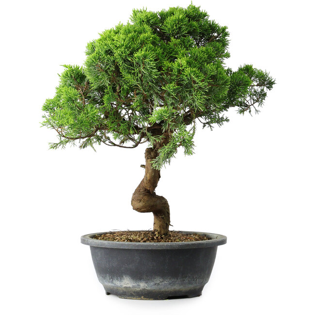 Juniperus chinensis Itoigawa, 37,5 cm, ± 15 jaar oud