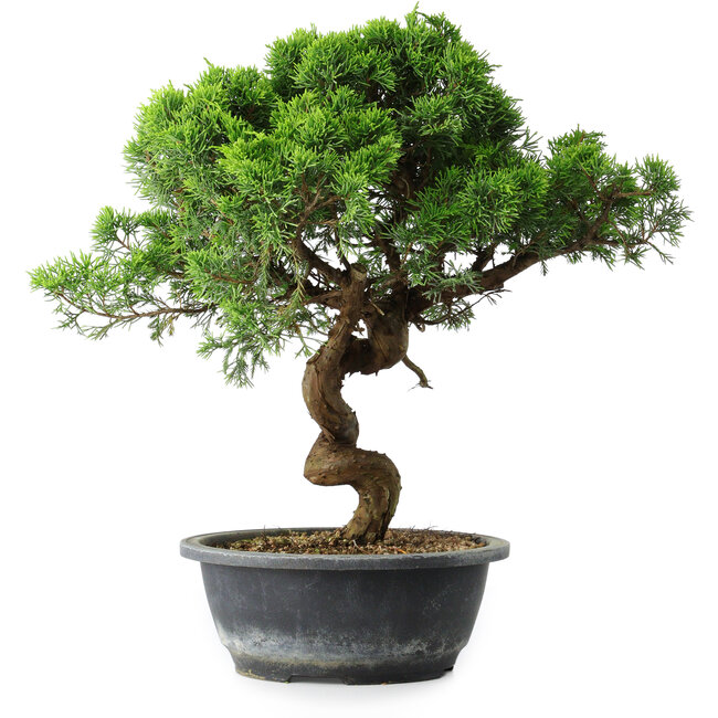 Juniperus chinensis Itoigawa, 37,5 cm, ± 15 años