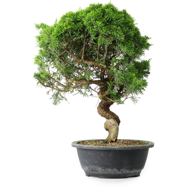 Juniperus chinensis Itoigawa, 37,5 cm, ± 15 years old