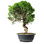 Juniperus chinensis Itoigawa, 37,5 cm, ± 15 years old