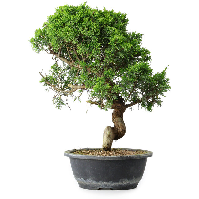 Juniperus chinensis Itoigawa, 37,5 cm, ± 15 años