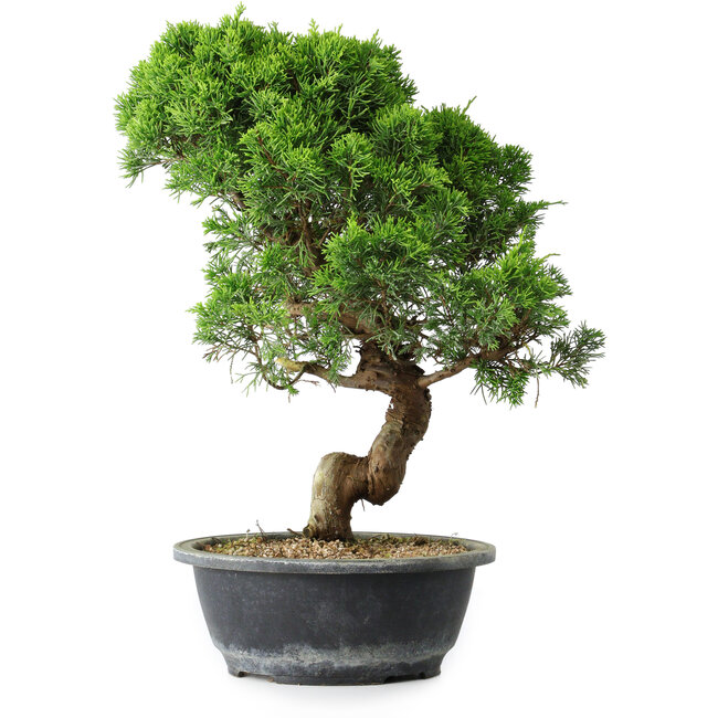 Juniperus chinensis Itoigawa, 37,5 cm, ± 15 años