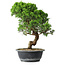 Juniperus chinensis Itoigawa, 37,5 cm, ± 15 ans