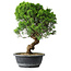 Juniperus chinensis Itoigawa, 37,5 cm, ± 15 Jahre alt