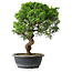 Juniperus chinensis Itoigawa, 37,5 cm, ± 15 ans