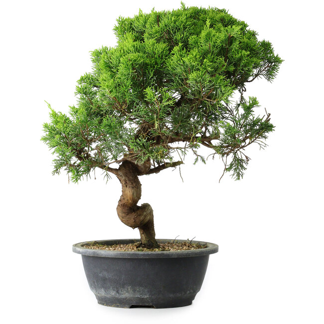 Juniperus chinensis Itoigawa, 37,5 cm, ± 15 anni