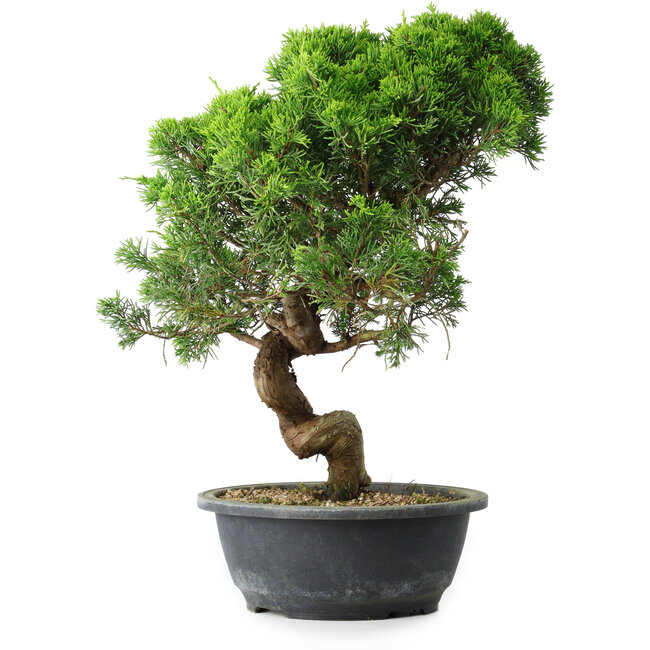 Juniperus chinensis Itoigawa, 37,5 cm, ± 15 years old