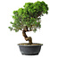Juniperus chinensis Itoigawa, 37,5 cm, ± 15 years old