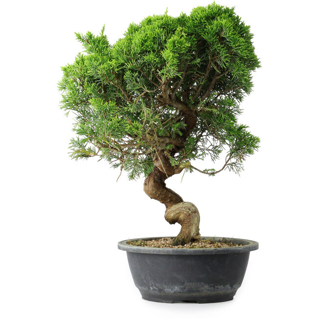 Juniperus chinensis Itoigawa, 37,5 cm, ± 15 ans