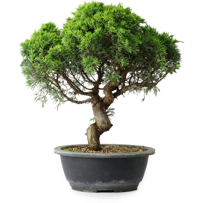 Juniperus chinensis Itoigawa, 34,5 cm, ± 15 Jahre alt