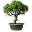 Juniperus chinensis Itoigawa, 34,5 cm, ± 15 years old