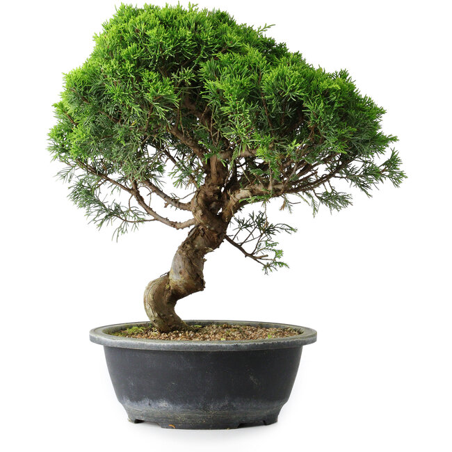 Juniperus chinensis Itoigawa, 34,5 cm, ± 15 years old