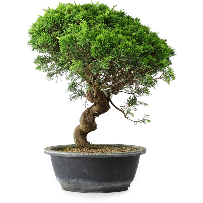 Juniperus chinensis Itoigawa, 34,5 cm, ± 15 jaar oud