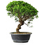 Juniperus chinensis Itoigawa, 34,5 cm, ± 15 years old