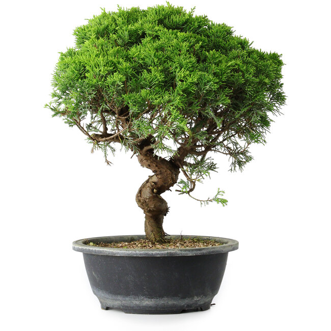 Juniperus chinensis Itoigawa, 34,5 cm, ± 15 years old