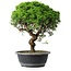 Juniperus chinensis Itoigawa, 34,5 cm, ± 15 years old