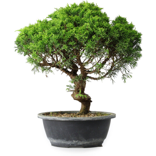 Juniperus chinensis Itoigawa, 34,5 cm, ± 15 years old
