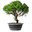 Juniperus chinensis Itoigawa, 34,5 cm, ± 15 Jahre alt