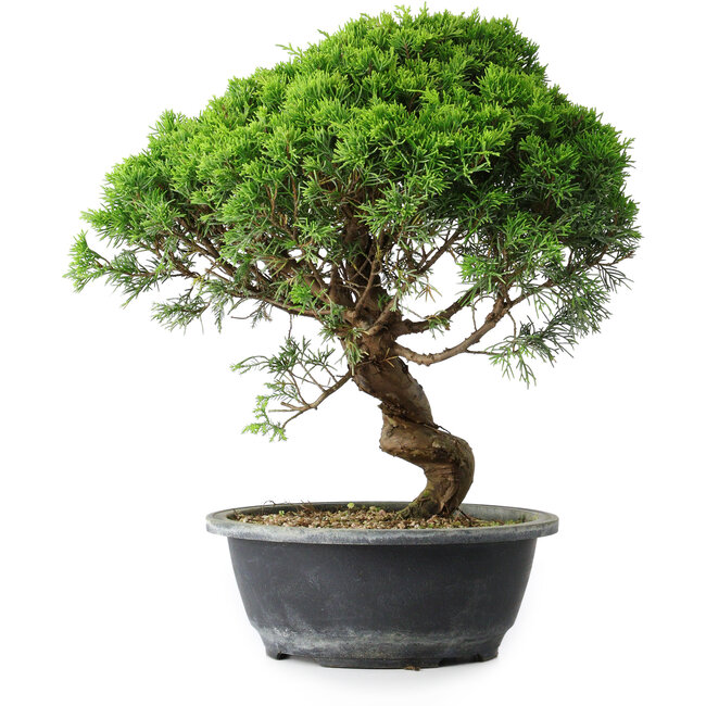 Juniperus chinensis Itoigawa, 34,5 cm, ± 15 Jahre alt