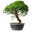 Juniperus chinensis Itoigawa, 34,5 cm, ± 15 ans
