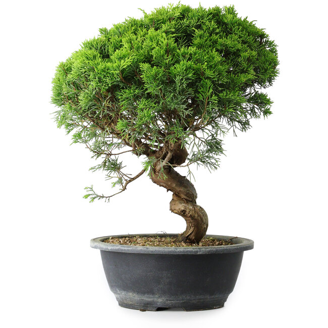 Juniperus chinensis Itoigawa, 34,5 cm, ± 15 jaar oud