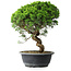 Juniperus chinensis Itoigawa, 34,5 cm, ± 15 ans