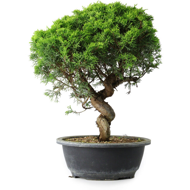 Juniperus chinensis Itoigawa, 34,5 cm, ± 15 años