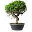 Juniperus chinensis Itoigawa, 34,5 cm, ± 15 anni