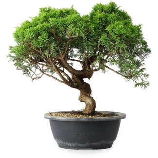 Juniperus chinensis Itoigawa, 30 cm, ± 15 ans