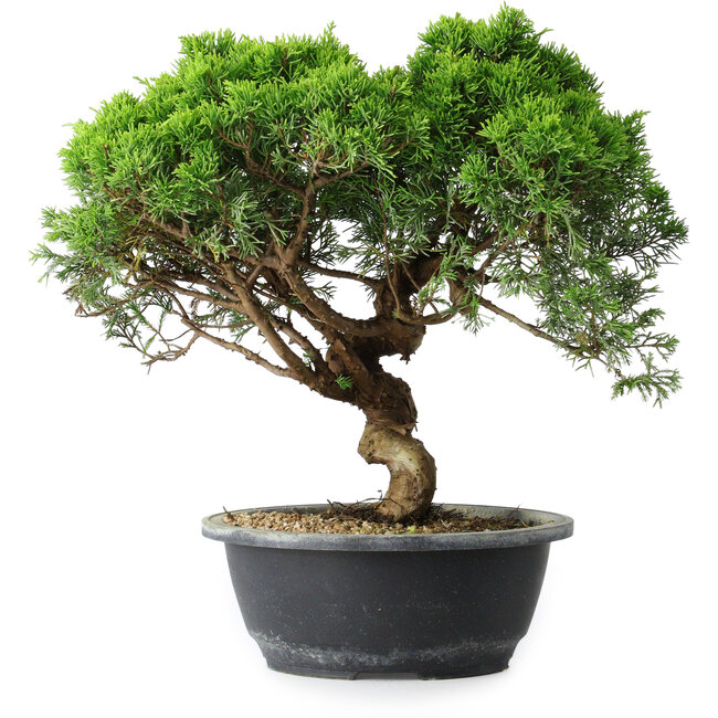 Juniperus chinensis Itoigawa, 30 cm, ± 15 anni