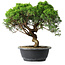 Juniperus chinensis Itoigawa, 30 cm, ± 15 ans