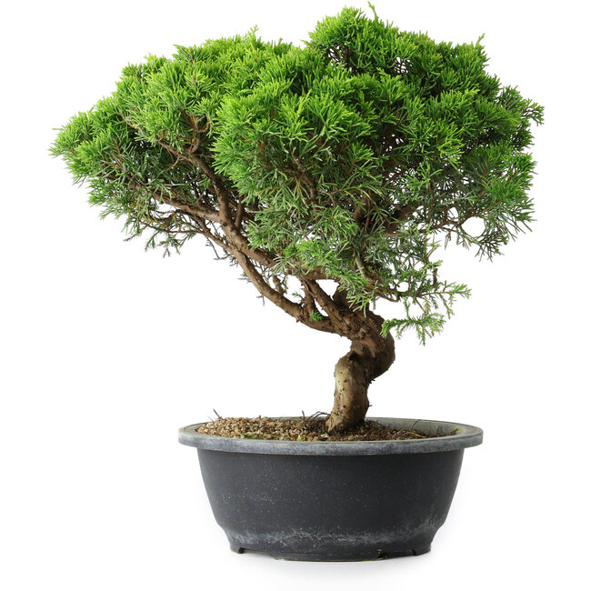 Juniperus chinensis Itoigawa, 30 cm, ± 15 Jahre alt