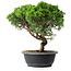 Juniperus chinensis Itoigawa, 30 cm, ± 15 anni