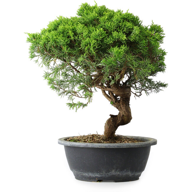 Juniperus chinensis Itoigawa, 30 cm, ± 15 Jahre alt