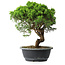 Juniperus chinensis Itoigawa, 30 cm, ± 15 anni