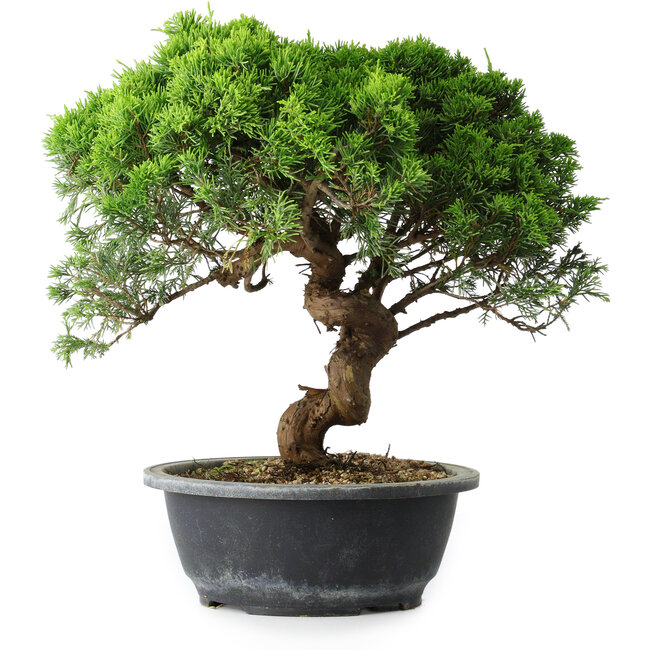 Juniperus chinensis Itoigawa, 30 cm, ± 15 years old