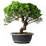 Juniperus chinensis Itoigawa, 30 cm, ± 15 anni