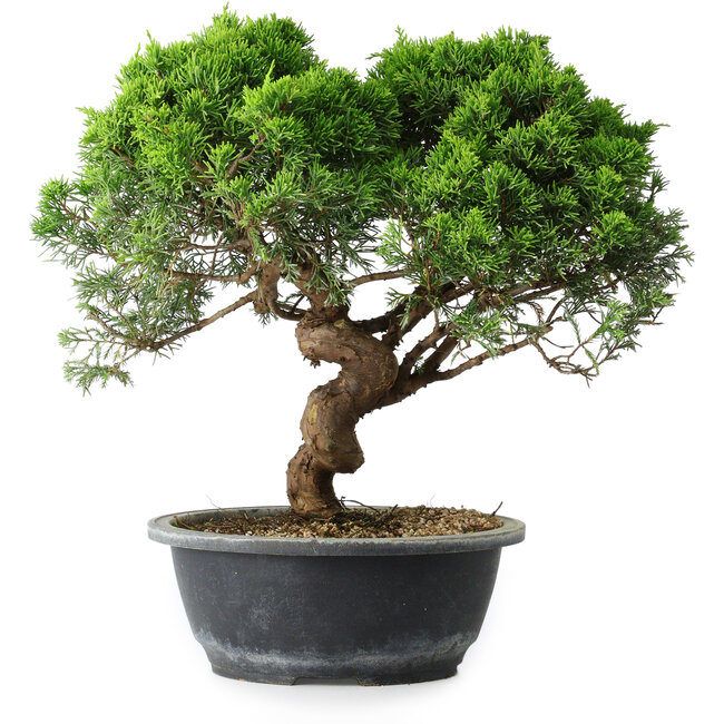 Juniperus chinensis Itoigawa, 30 cm, ± 15 ans