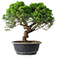Juniperus chinensis Itoigawa, 30 cm, ± 15 anni