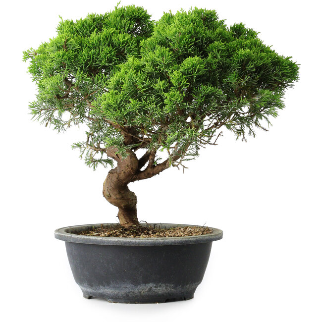 Juniperus chinensis Itoigawa, 30 cm, ± 15 years old