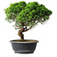 Juniperus chinensis Itoigawa, 30 cm, ± 15 years old