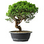 Juniperus chinensis Itoigawa, 30 cm, ± 15 Jahre alt