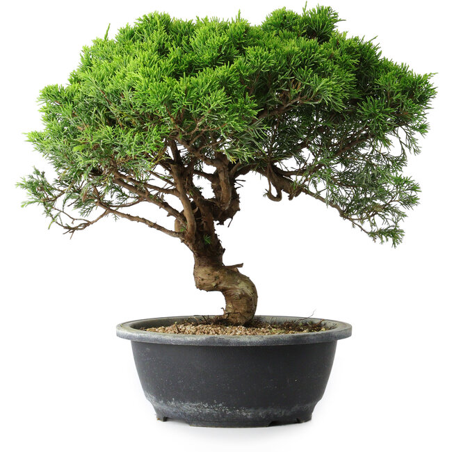 Juniperus chinensis Itoigawa, 30 cm, ± 15 años