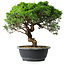 Juniperus chinensis Itoigawa, 30 cm, ± 15 ans