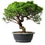 Juniperus chinensis Itoigawa, 30 cm, ± 15 jaar oud