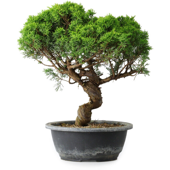 Juniperus chinensis Itoigawa, 33,5 cm, ± 15 anni