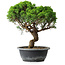 Juniperus chinensis Itoigawa, 33,5 cm, ± 15 ans