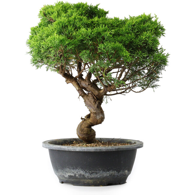 Juniperus chinensis Itoigawa, 33,5 cm, ± 15 ans